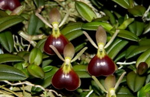 Epidendrum peperomia Big Beetle AM/AOS 81 pts.